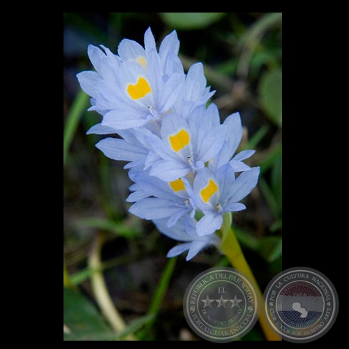 FLOR SILVESTRE-HUMEDALES DE ÑEEMBUCU - Fotografía de FERNANDO ALLEN
